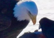 Eagle and crow face off over freshly dead deer