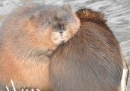 Two muskrats huddle along the Charles River