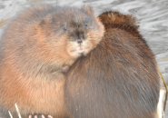 Two muskrats huddle along the Charles River