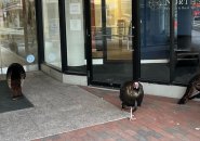 Mob of turkeys outside a Cambridge office building