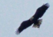 Eagle over Franklin Park