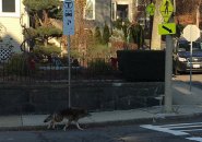 Coyote in Roslindale