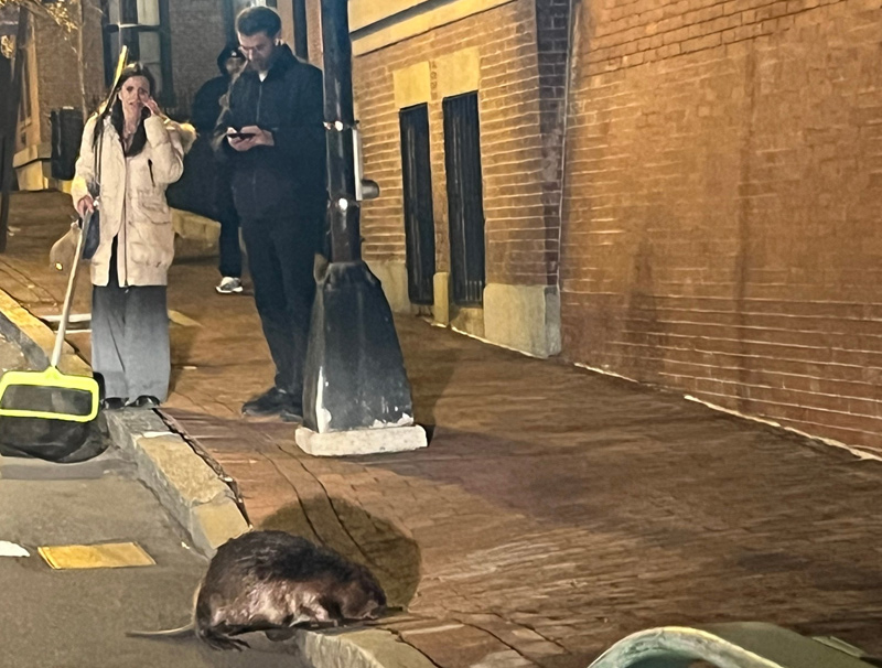 Beaver on Adams Street with a couple of concerned people