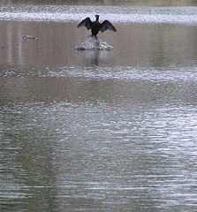 Cormorant