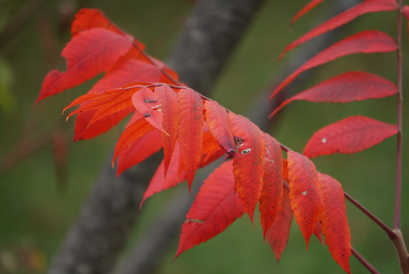 Red leaves in the Arnold Arboretum