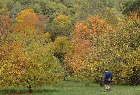 Red leaves in the Arnold Arboretum