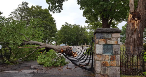 Tree down in West Roxbury