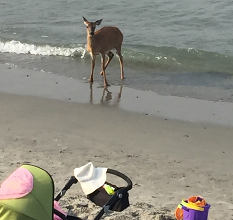 Deer at Nantasket