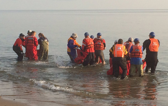 Six beached dolphins helped back out to sea from a Provincetown beach ...