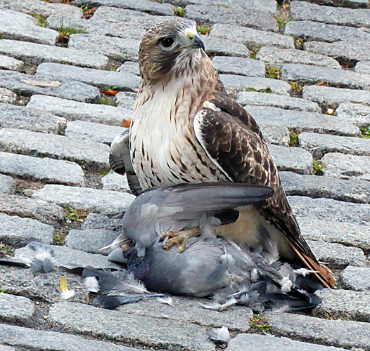 Hawk about to eat a pigeon