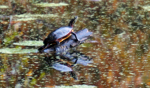 Wards Pond turtle