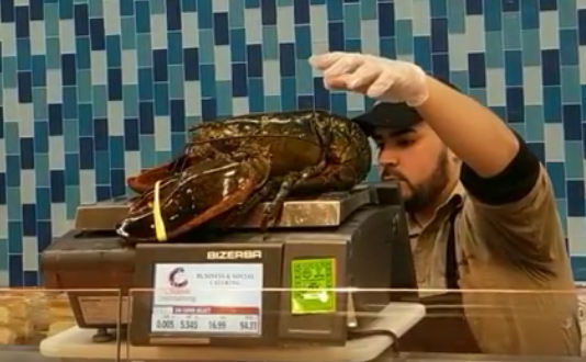 Lobster weighing