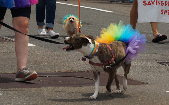 Pride: Dogs