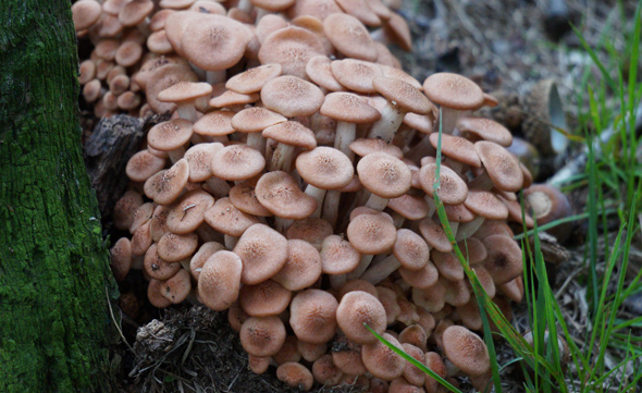 Toadstools, lots and lots of them