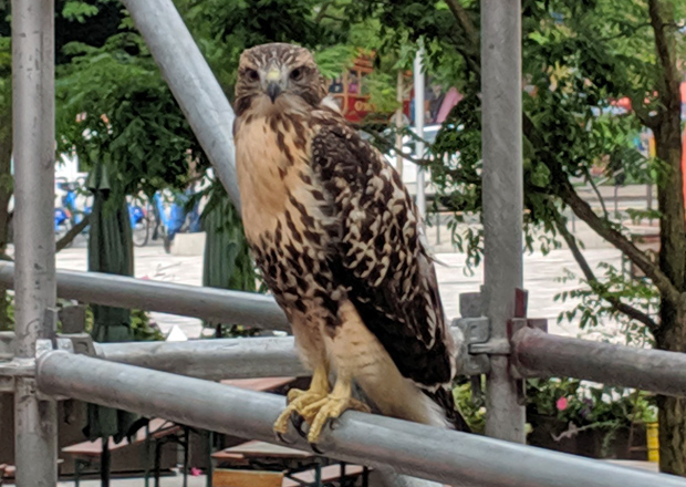 Hawk in Cambridge