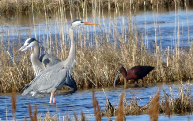 Herons and an ibis