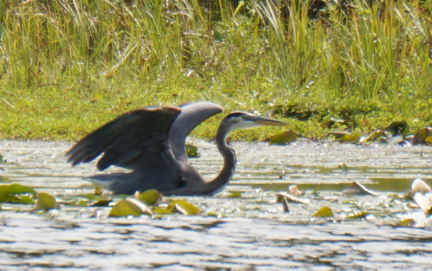 Great blue heron about to take flight