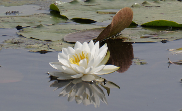 Water lily in the Charles River