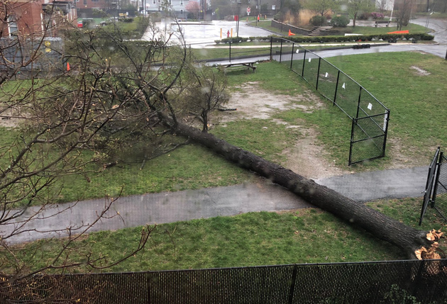 Tree down in Dorchester