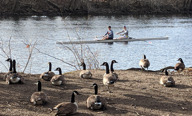 Geese and boaters on the Charles River