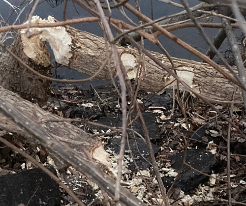 Trees felled by a beaver