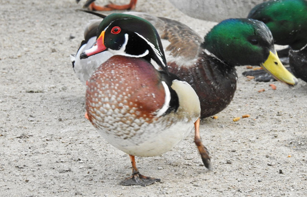 Male wood duck in Watertown