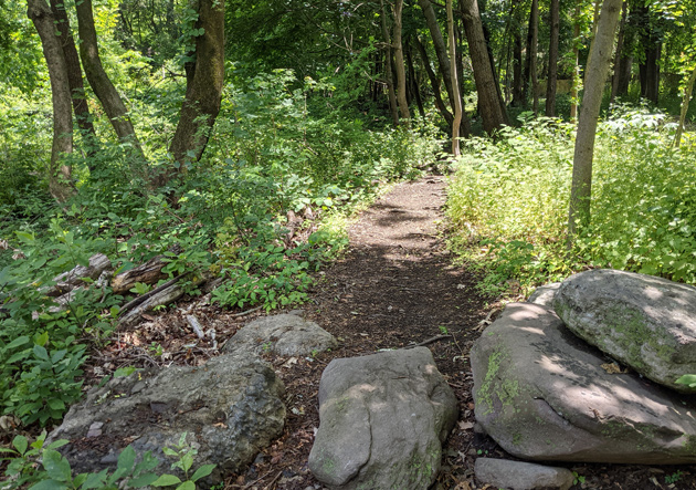 Path inside the wetlands