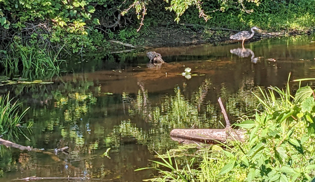 Great blue heron in Sawmill Brook