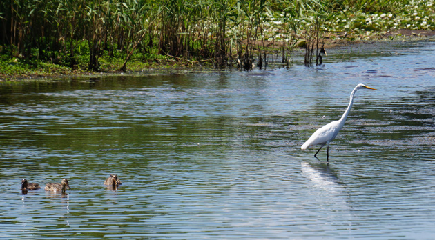 Egret walking across the Charles