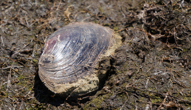 Dead bivalve