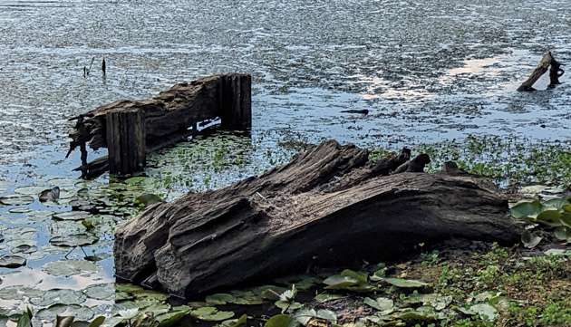 Massachusetts Drought: Charles River Dry in Some Areas – NBC Boston