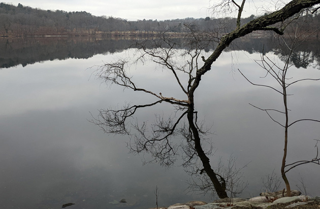 Tree mirrored in Jamaica Pond