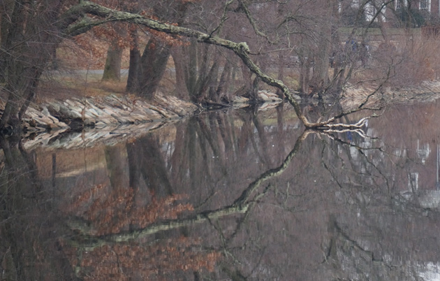 Tree mirrored in Jamaica Pond