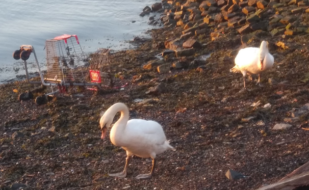 Swans on shore