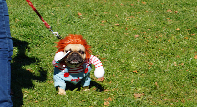 A pug dressed like Chuckie