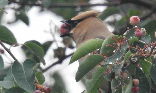 Cedar waxwing with a berry