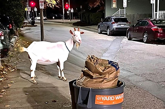 Somebody's trying to get the city's goat