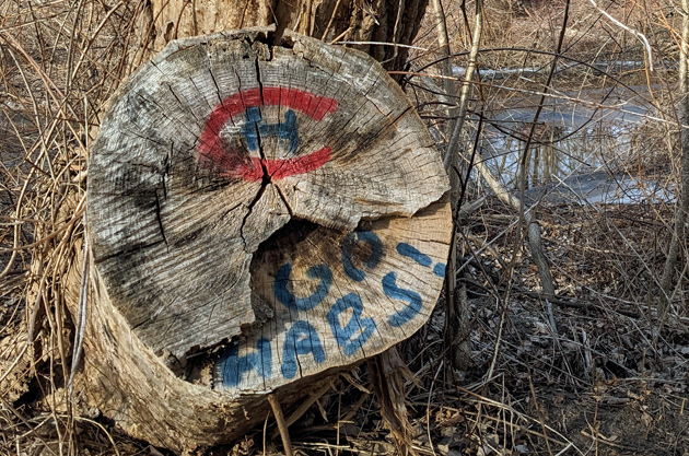 Cut-down tree marked by a Montreal Canadiens fan