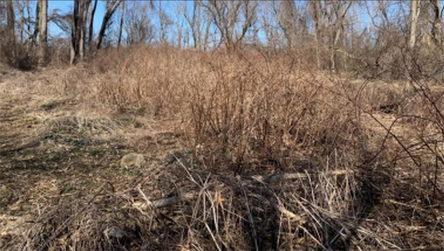 Japanese knotweed patch