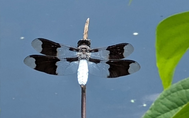 Common whitetail dragonfly