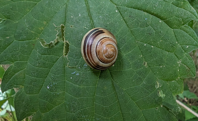 Snail