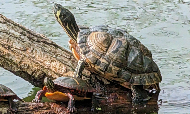 Turtle with a shell with serious ridges