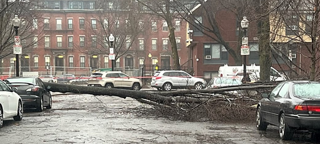 Tree down on Aguadilla Street in the South End