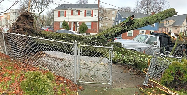 Tree down on Mendelssohn Street in Roslindale