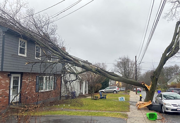 Tree down on Whitcomb Avenue in Jamaica Plain