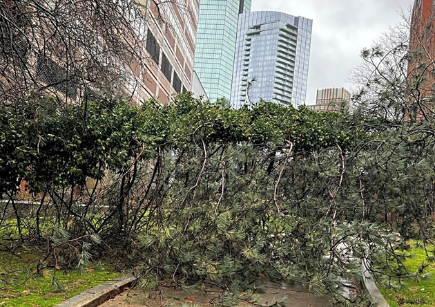 Tree down at Carlton and Yarmouth in the South End