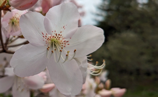 Blooming flower