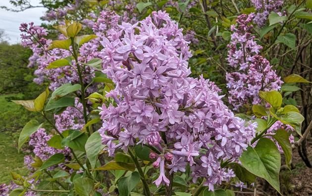 Lilacs in bloom