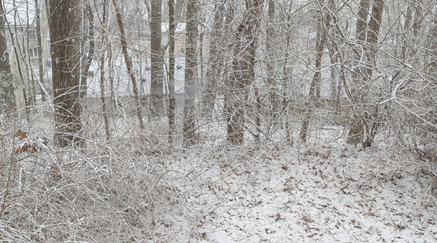 Snow in a backyard with trees