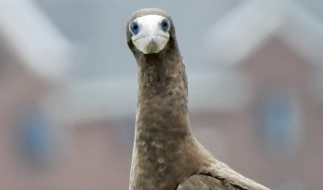 Angry booby